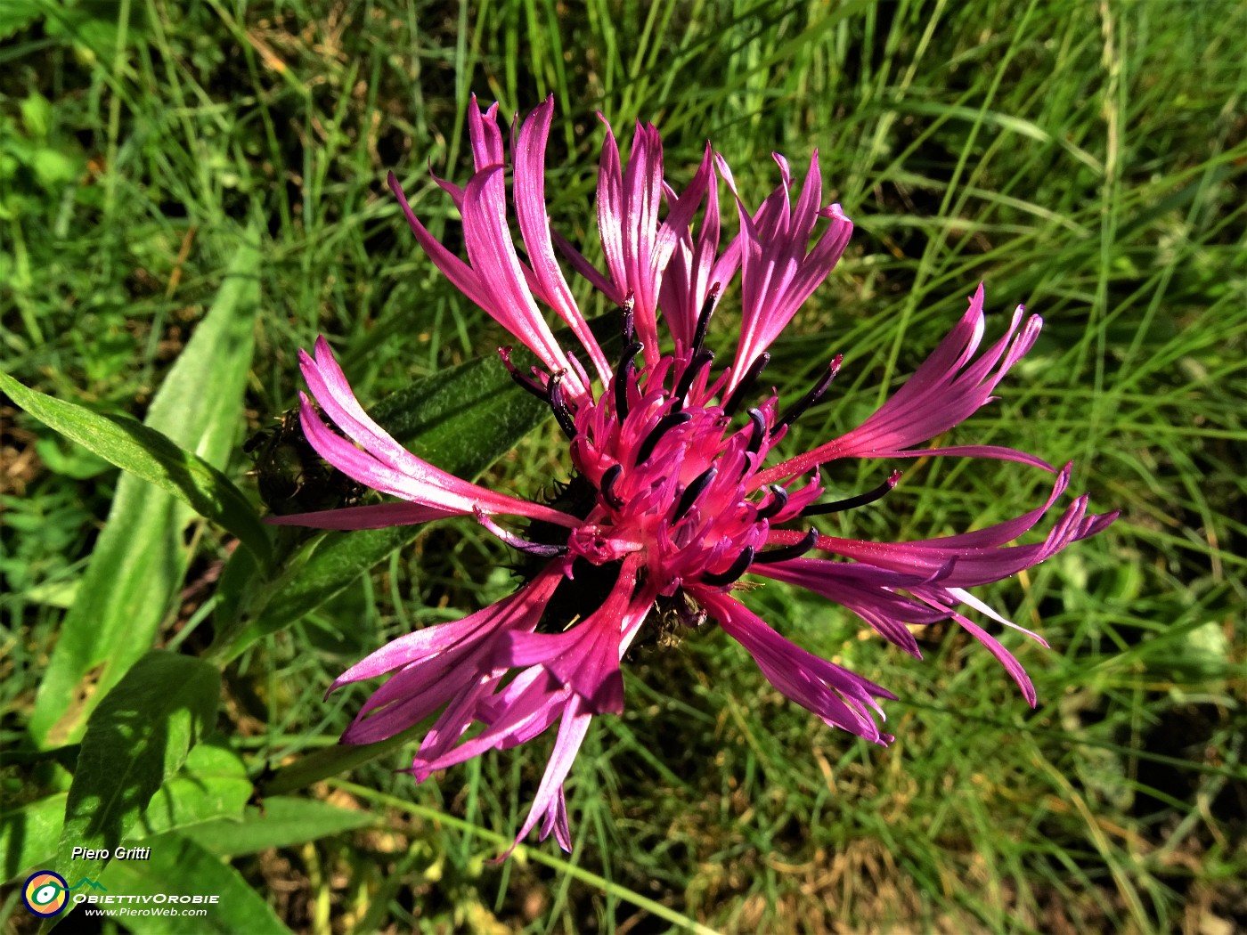 13 Centaurea montana (Fiordaliso montano).JPG